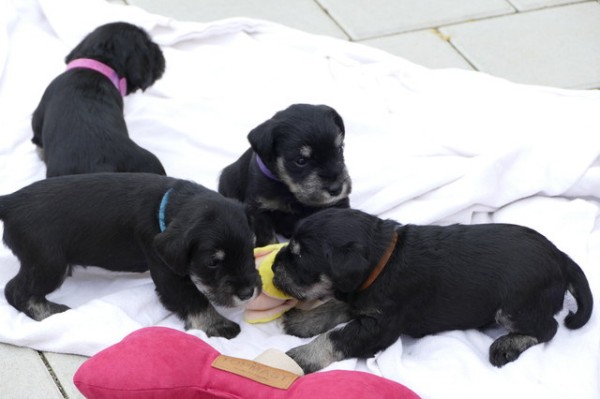 Polly R-Wurf 5 Woche 2025-04-18 001 (86)